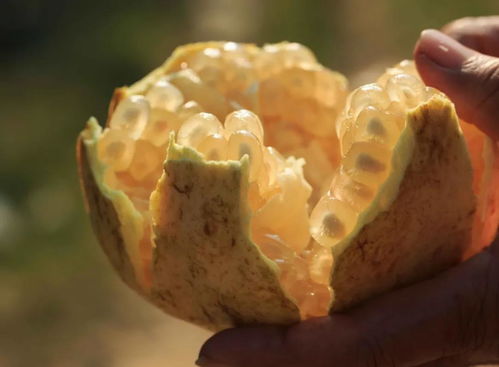 直播預(yù)告 直播專題之 品嘗珠城味道,對話世界文明